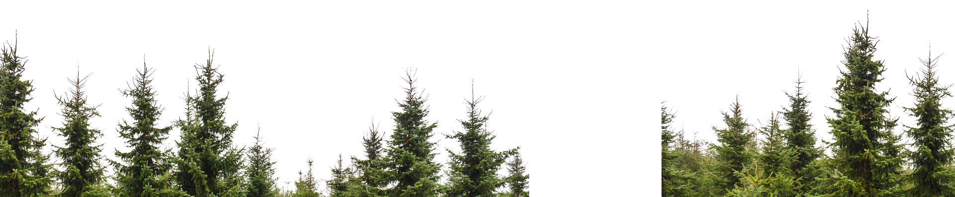 Backrop of trees